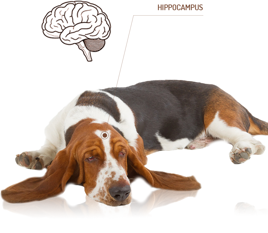 Digestive System Health